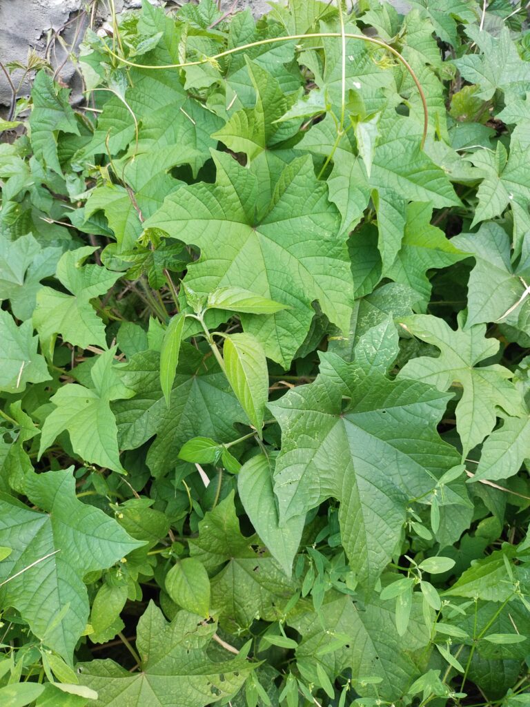 Manfaat Daun Insulin, Tanaman Herbal yang Populer untuk Kesehatan