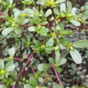 Daun Krokot, Tanaman Liar yang Kaya Manfaat Kesehatan